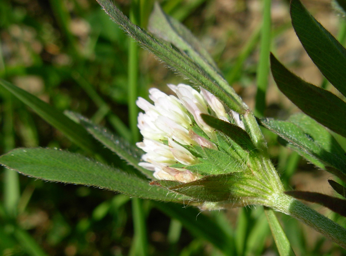 Trifolium squamosum L.